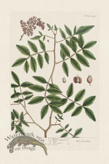 BEE 478 The Turpentine Tree